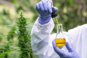 A scientist wearing a lab coat and blue rubber gloves is holding a dropper over a vial of extracted oil. Next to the scientist is a cannabis plant.